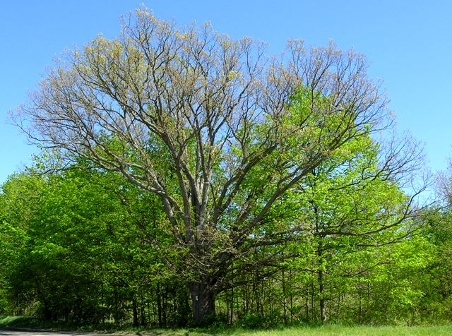 Mature Oak Tree ~ Ada MI
