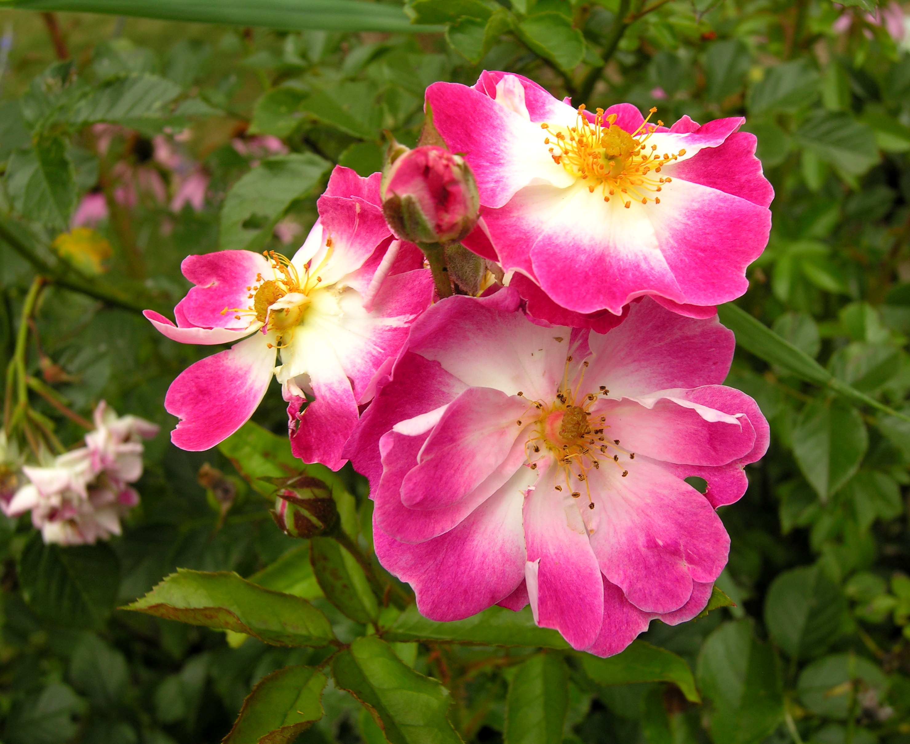 Greetings Rose in bloom