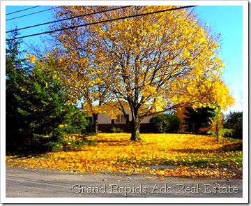 Maple leaves on yard