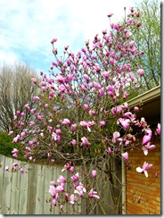 tulip magnolia