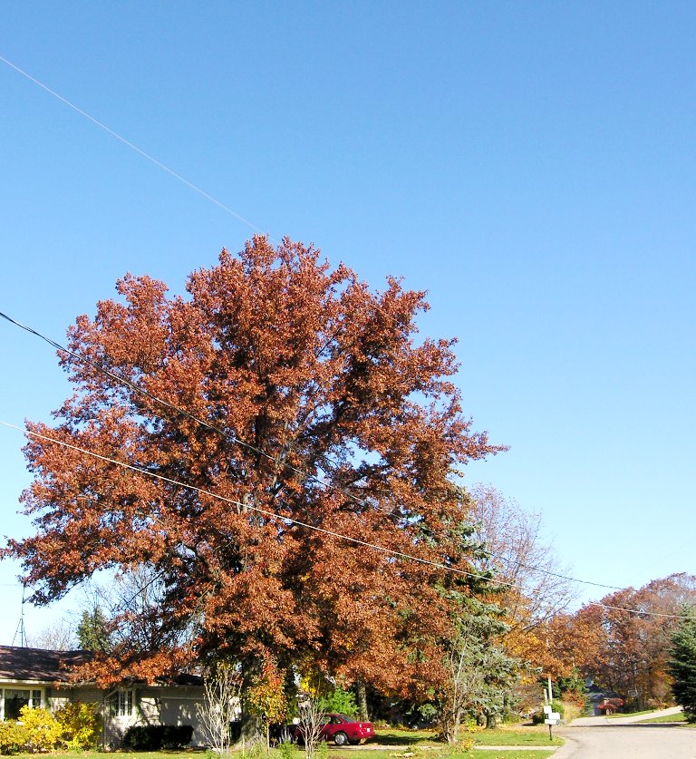 Mature Oak Tree