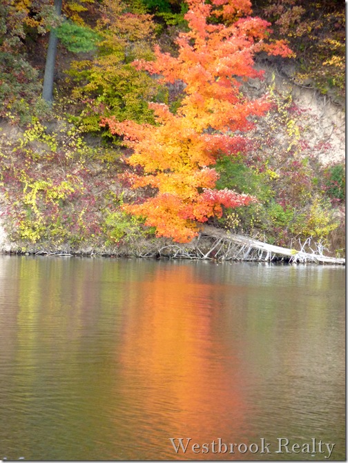 Fall Maple refl water