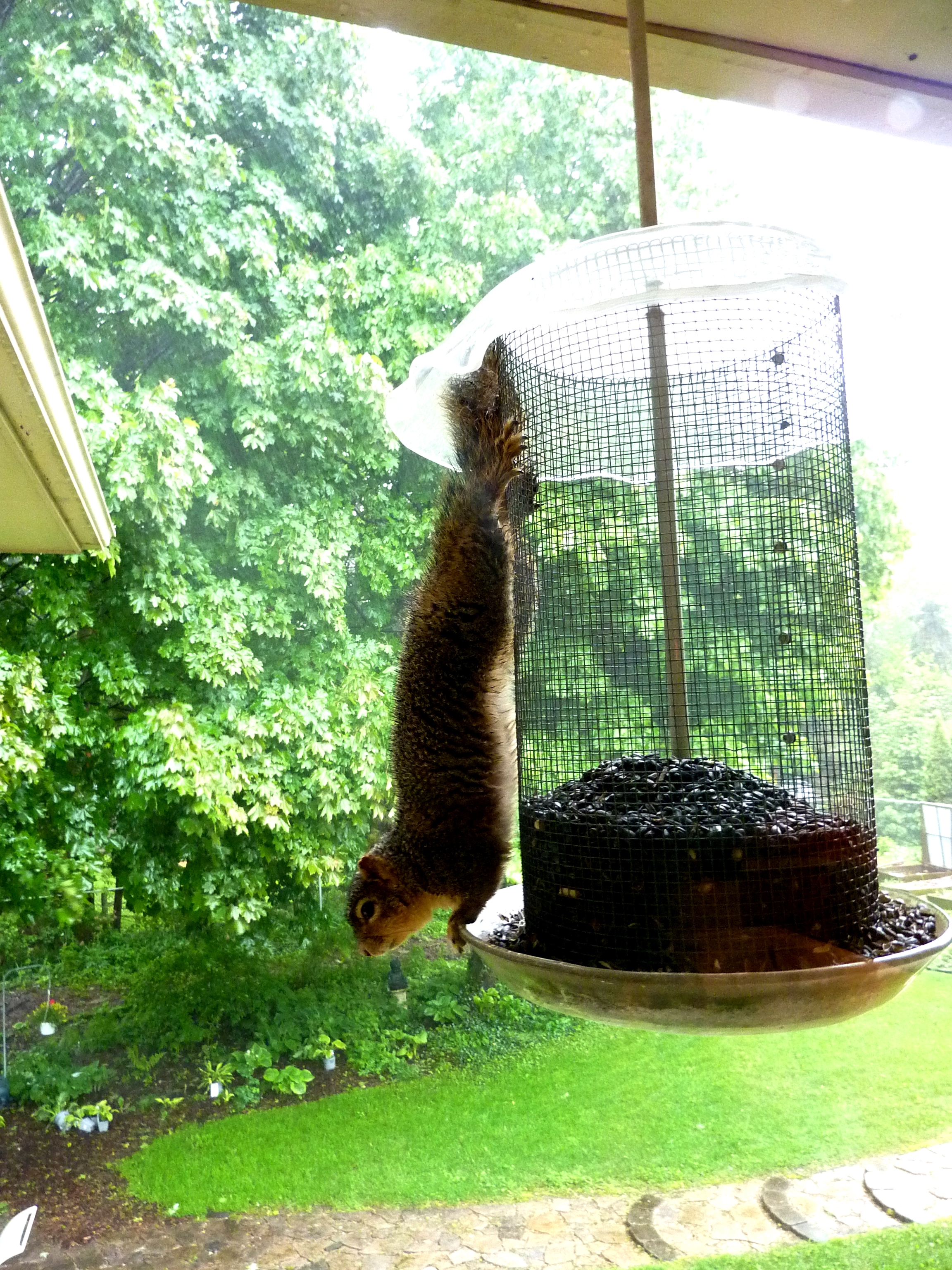 Squirrel at our feeder