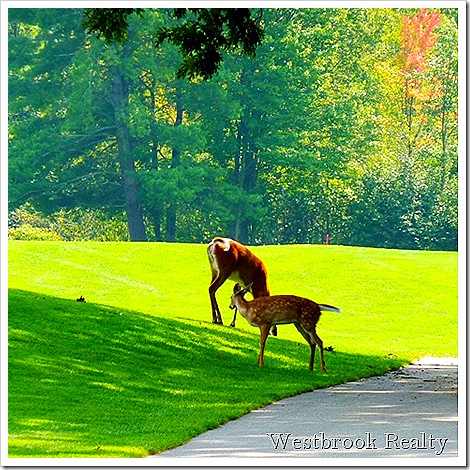  Mom and Bambi Tulleymore GC