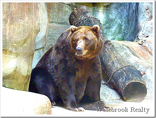  grizzly bear at the zoo
