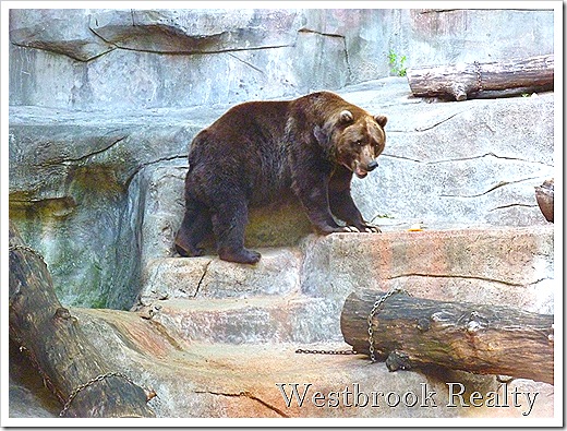 Bear at the John Ball Zoo