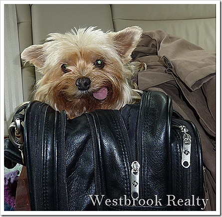 yorkie traveling in the car