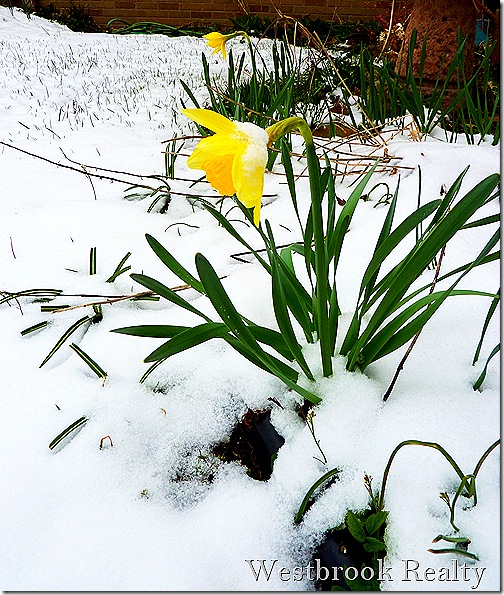 April_Daffodils