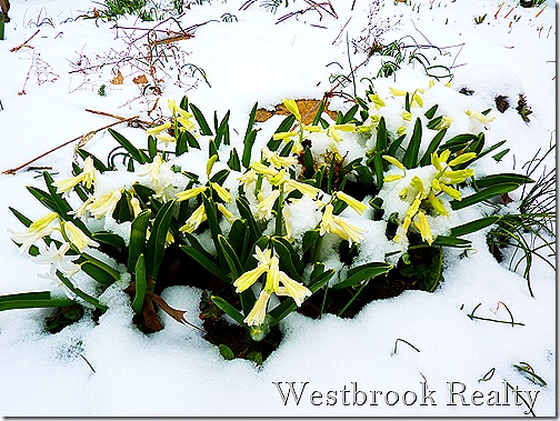 Hyacinths_in_snow