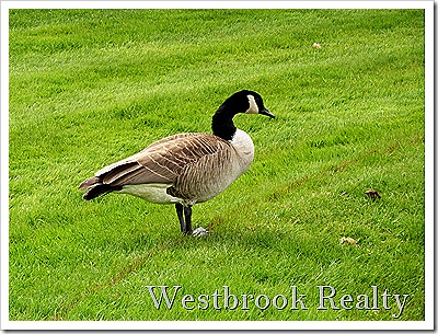 CanadianGoose thumb Forest Hills Michigan Neighborhood Real Estate Report &ndash; Centennial Park Condos Jan &ndash; June 2011