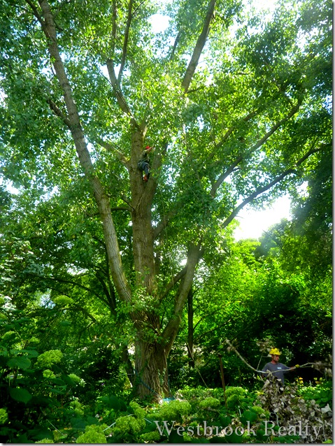 cottonwood_tree_being_trimmed