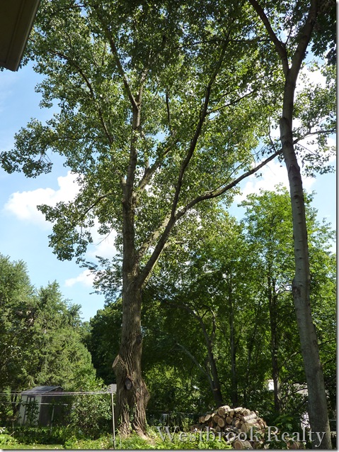 Trimmed cottonwood tree