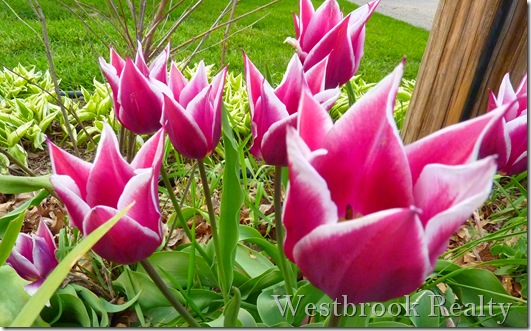 Michigan Tulips