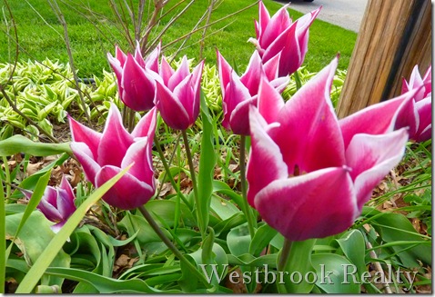 West  Michigan Tulips