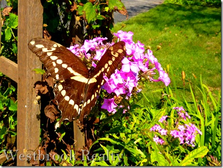 Michigan Summer Butterfly